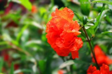 观赏石榴花