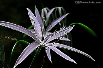 白色花