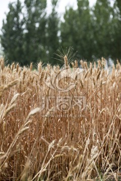 麦子 麦地 麦子熟了