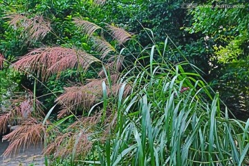 芦苇