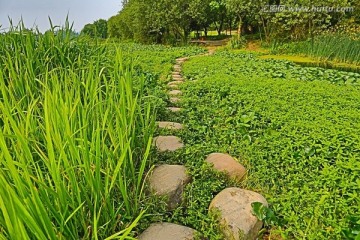 湿地小道