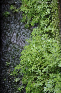 青板石 绿苔
