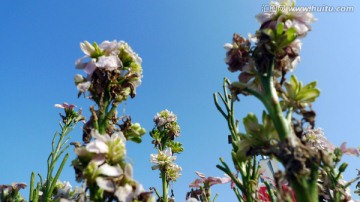 花卉 植物 盆栽 蓝天 户外