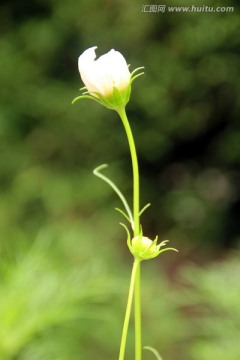 波斯菊