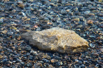 水母石