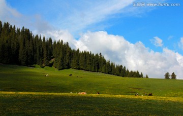 天山牧场