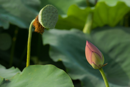 荷花蕾