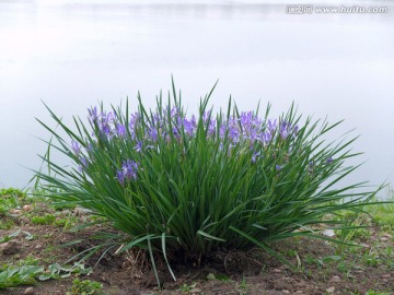 马兰花 兰花 紫色 兰草