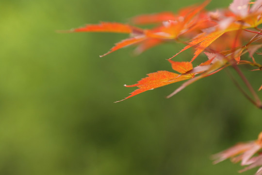 花草花卉植物叶子红叶微距大光圈