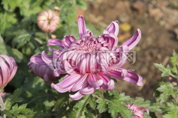 红色的菊花