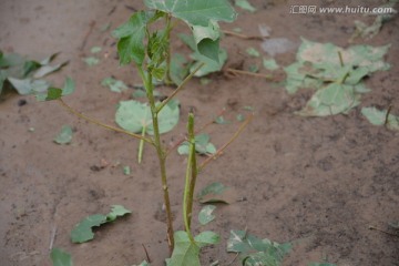 被冰雹砸烂的棉花苗