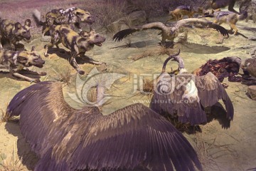 非洲野狗和秃鹫