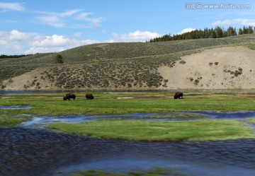 美国黄石公园湿地野牛