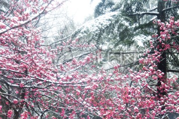 瑞雪兆丰年