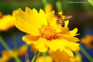 蜜蜂采蜜