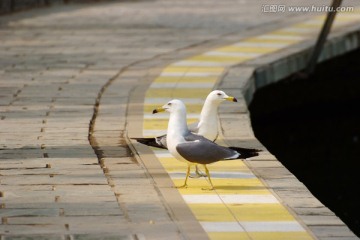 北京动物园海鸥