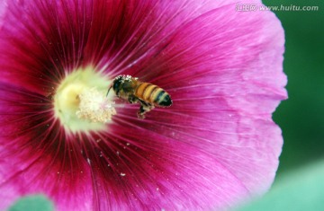 蜀葵蜜蜂图片