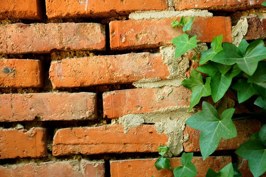 砖墙 绿色植物