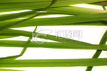 绿色水草