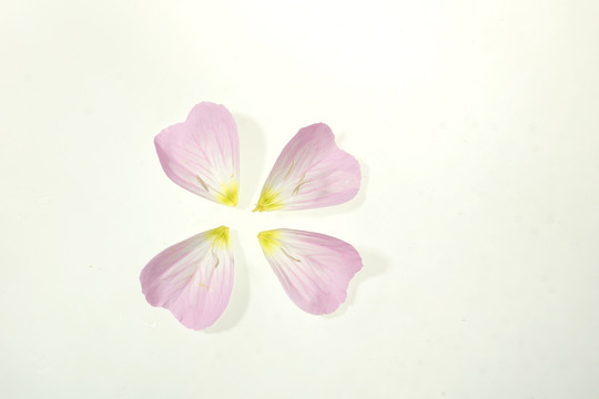 粉色花瓣