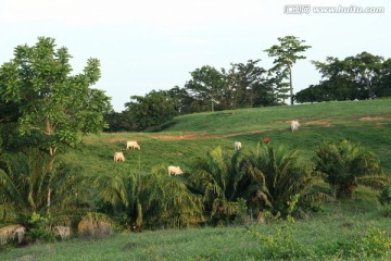 南美草原