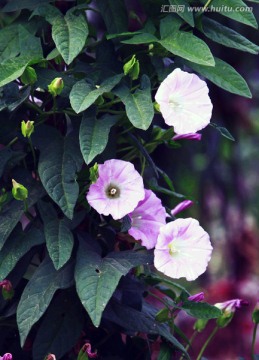 牵牛花 爱情花