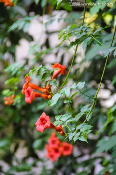 凌霄花