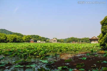 荷塘 曲院风荷
