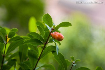 石榴花