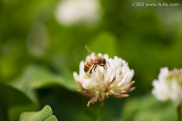 蜜蜂与白车轴草 微距