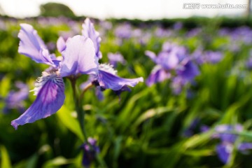 紫色香根鸢尾花