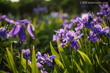 紫色香根鸢尾花