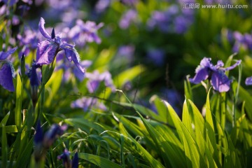 紫色香根鸢尾花