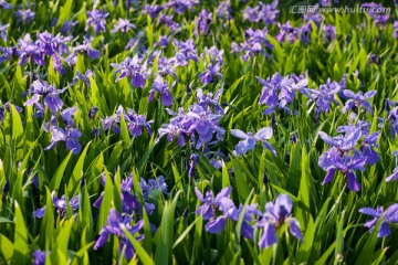 紫色香根鸢尾花