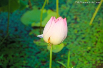 荷花 花苞 花蕾