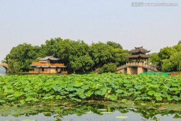 杭州西湖 曲院风荷