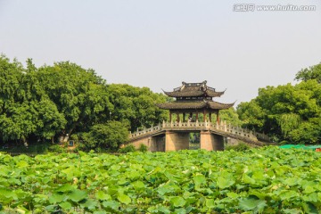 荷塘 亭子 曲院风荷