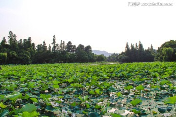 接天莲叶无穷碧