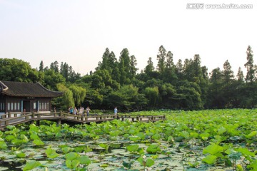 曲院风荷 荷塘