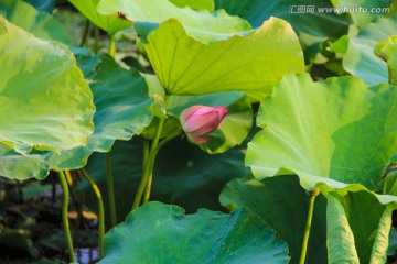 荷花 花苞 花蕾