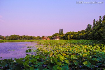 曲院风荷 荷塘美景