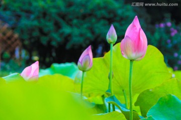 荷花摄影素材 花苞