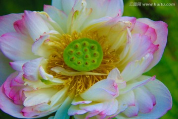 荷花特写
