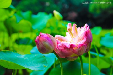 荷花