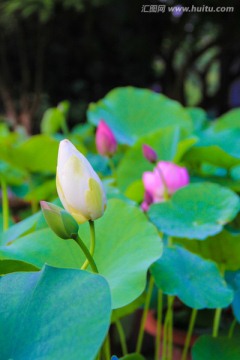 白莲 荷花 花苞