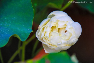 白荷花 白莲花