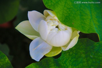 荷花 犹抱琵琶半遮面