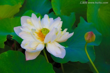 荷花 白莲