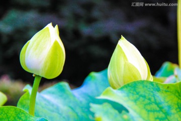 白莲 荷花