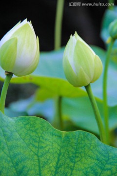 莲花 花苞 白莲